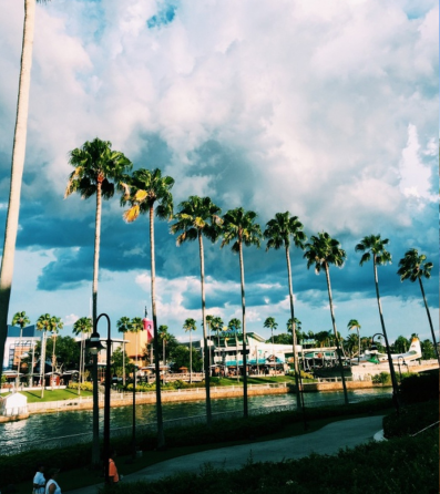 palm trees at universal studios 